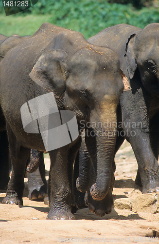 Image of Asian elephant, Pinnawela Orphanage, Sri Lanka