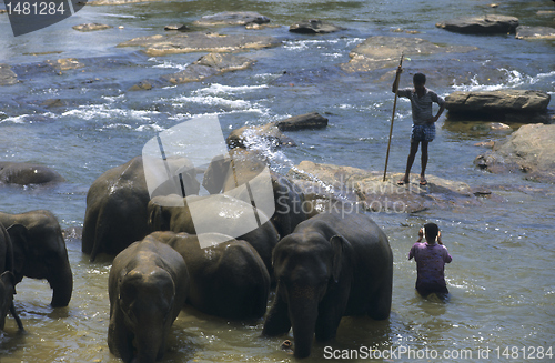 Image of Asian elephants bathing, Sri Lanka