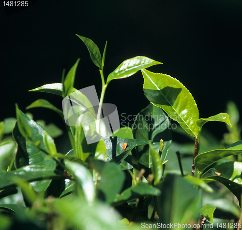 Image of Fresh tea leaves growing, Kandy