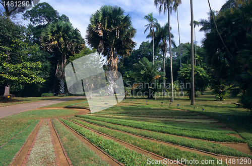 Image of Peradeniya Botanical Garden, Kandy