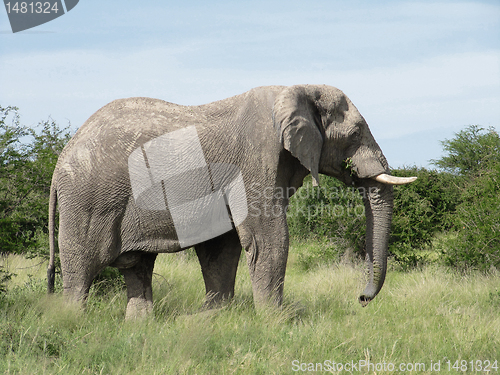 Image of Elephant