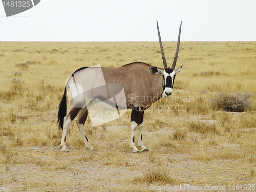 Image of Oryx gazella