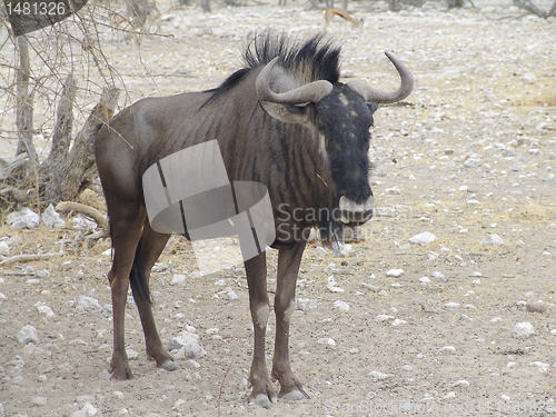 Image of Blue wildebeest portrait. Antilope Gnu