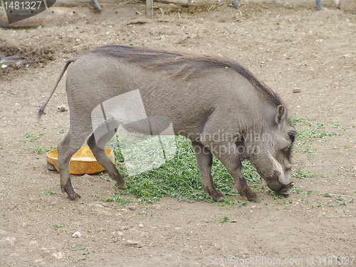 Image of Phacochoerus africanus in a zoo