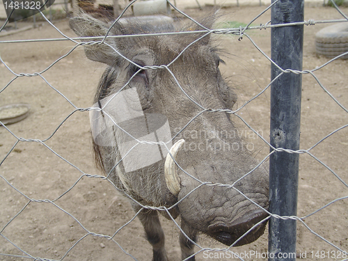 Image of Phacochoerus africanus