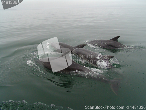 Image of DOLPHINS JUMPING IN THE OCEAN