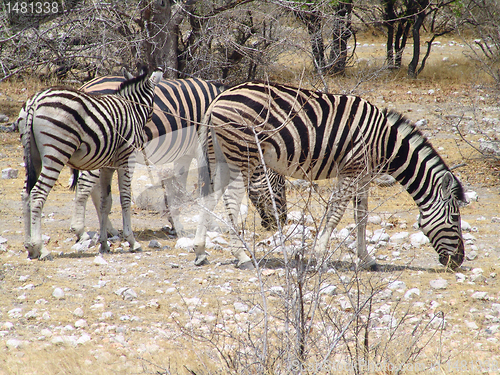 Image of African zebra