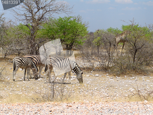 Image of African zebra