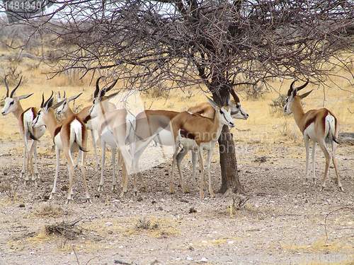Image of black headed impala 