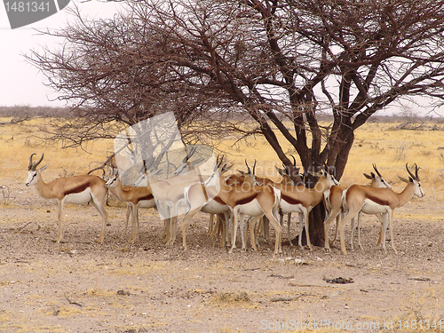 Image of Black headed impala 