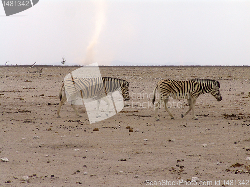 Image of African zebra