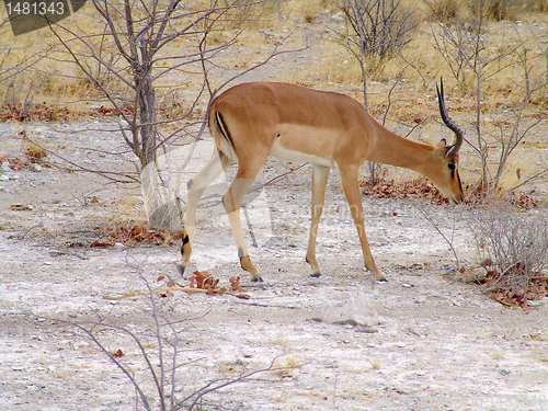 Image of Black headed impala 