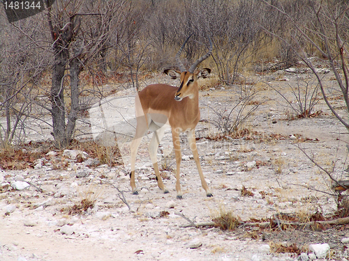 Image of Black headed impala 