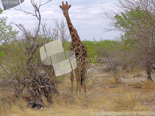 Image of Giraffe