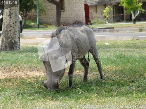 Image of Large female warthog 