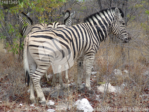 Image of African zebra