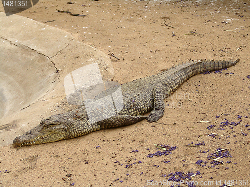 Image of Crocodile