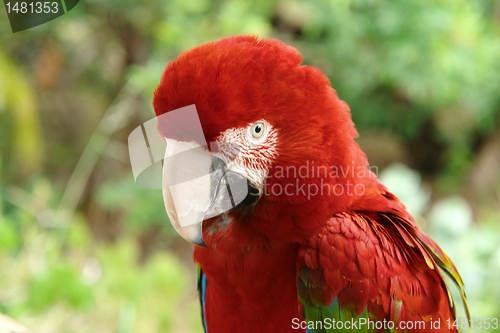 Image of Parrot