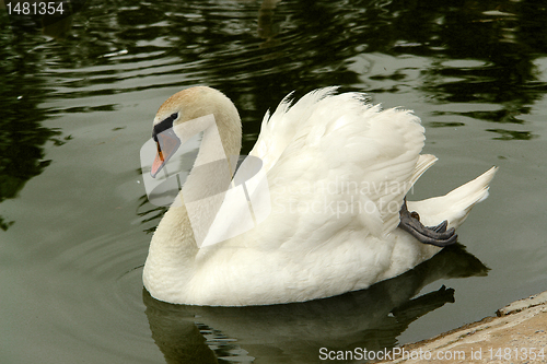 Image of Swan