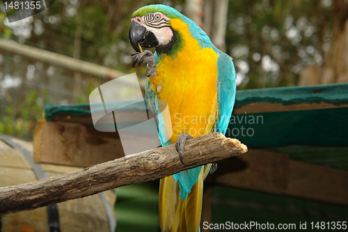 Image of Parrot