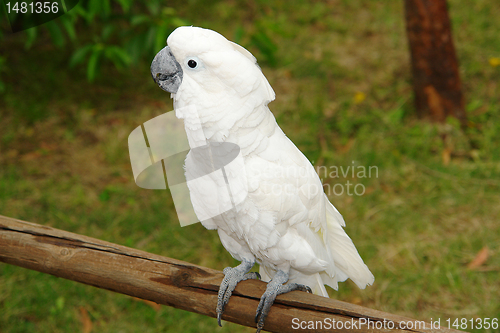 Image of COCKATOO IN A TREE