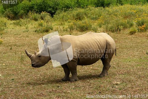 Image of RHINO IN AFRICA