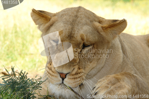 Image of RESTING LIONESS