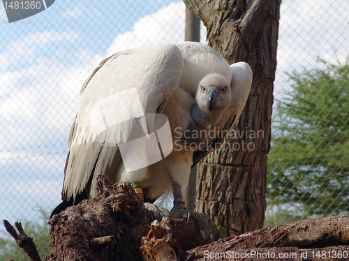 Image of GRIFFON VULTURE - GYPS FULVUS