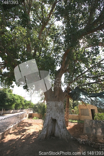 Image of Zaccheus Sycamore Tree in Jericho