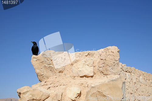 Image of Bird in the Masada fortress in Israel