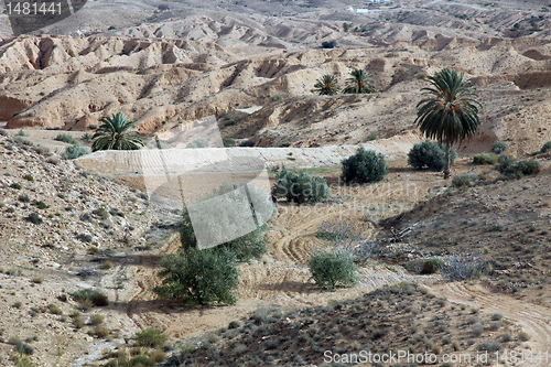 Image of Oasis in Atlas Mountains
