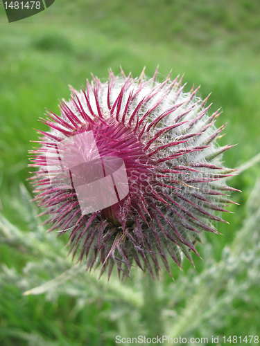 Image of thistle