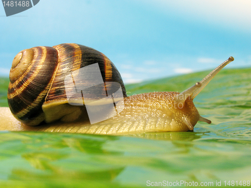 Image of snail