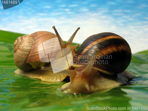 Image of snails