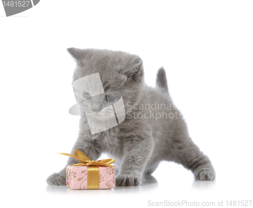 Image of kitten and gift box