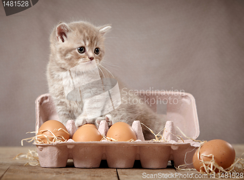 Image of kitten and eggs