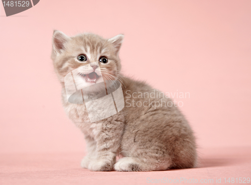 Image of little kitten