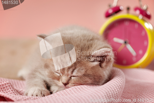 Image of sleeping kitten