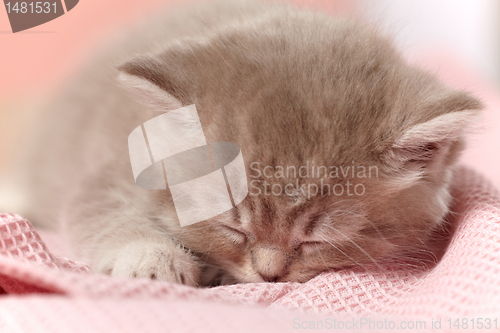 Image of sleeping kitten