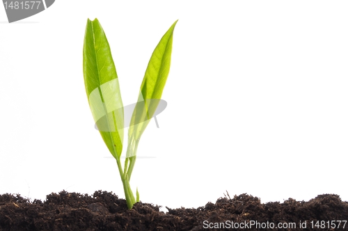 Image of young plant on white