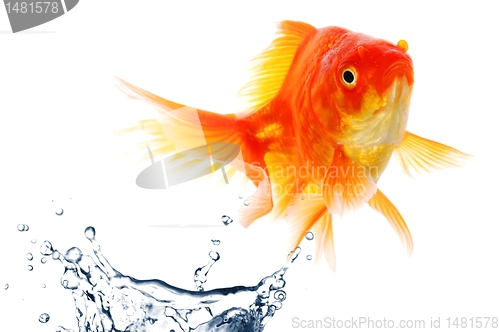 Image of goldfish