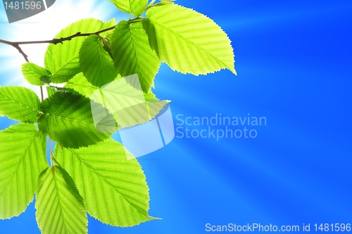 Image of green leaves