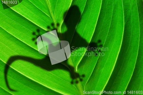 Image of tropical background