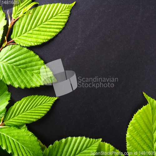 Image of leaf frame