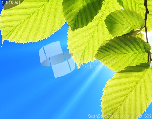 Image of blue sky and leaf