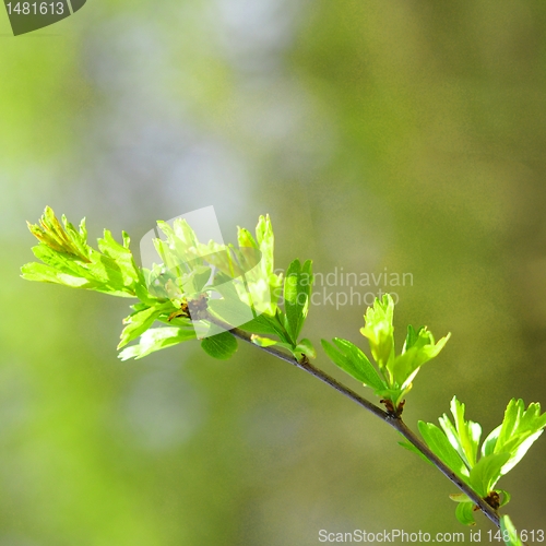 Image of green spring leaves