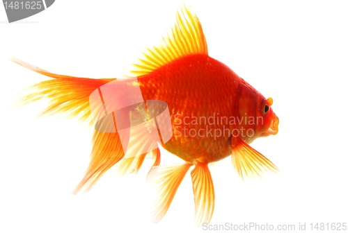 Image of goldfish