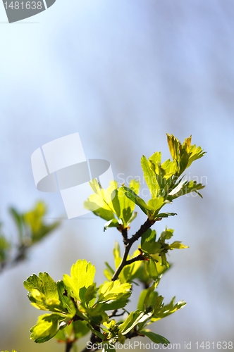 Image of green leaves