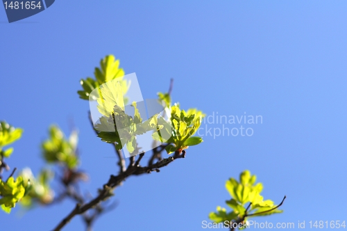 Image of green spring leaves