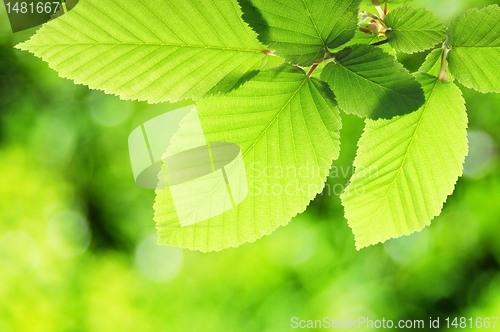 Image of green summer leaf